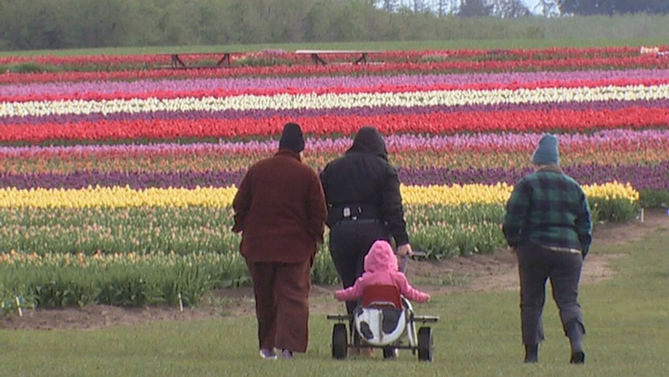 WOODBURN, Oregon – Iubitorii de flori, bucurați-vă! Sezonul lalelelor a început mai devreme decât de obicei, iar fermierii de la Wooden Shoe Tulip Farm din Oregon spun că spectacolul culorilor este deja aproape de apogeu