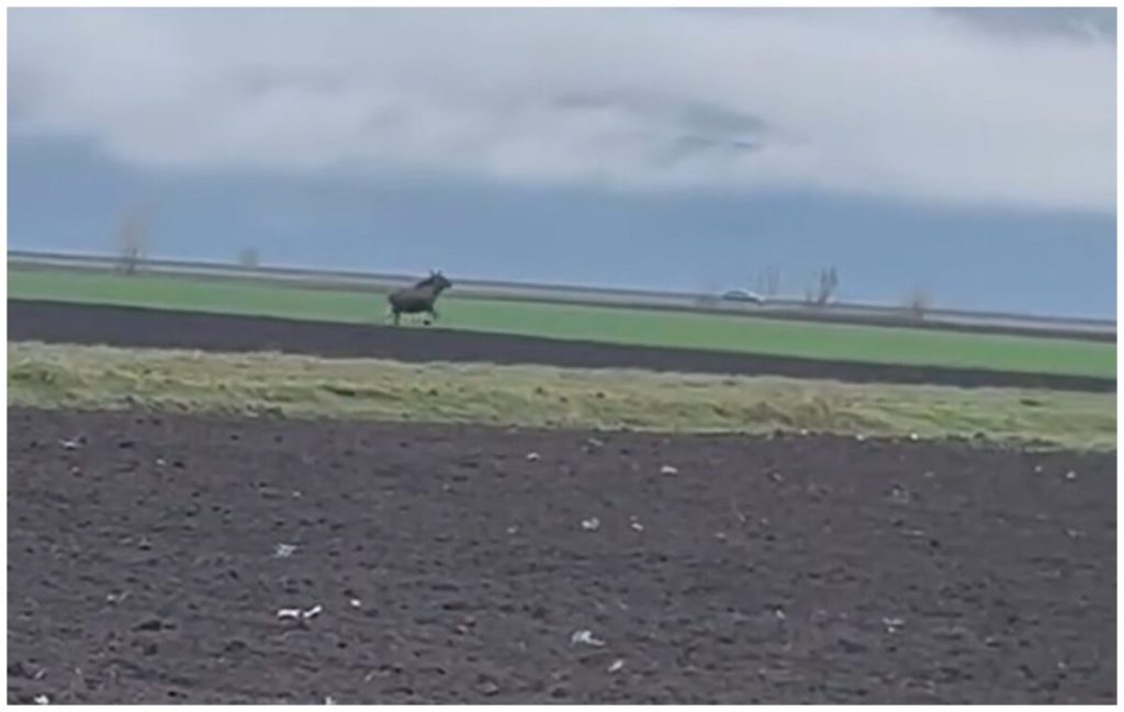 Video: Elan, animal rar, filmat pe un câmp din Alba