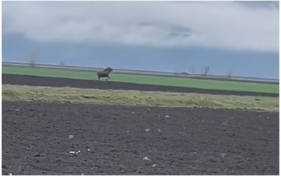 Video: Elan, animal rar, filmat pe un câmp din Alba