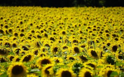 România, lider european la floarea-soarelui, cu producții importante de porumb și grâu în 2025 România se detașează ca lider european în producția de floarea-soarelui, conform datelor oficiale pentru anul 2025