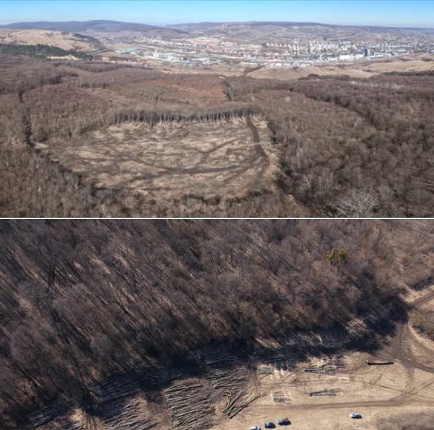 Defrișare masivă în inima pădurii Hoia-Baciu: Aproximativ doi hectare de copaci, puși la pământ O suprafață de circa două hectare din celebra Pădure Hoia-Baciu, situată în apropierea municipiului Cluj-Napoca, a fost supusă unei defrișări masive în ultimele zile