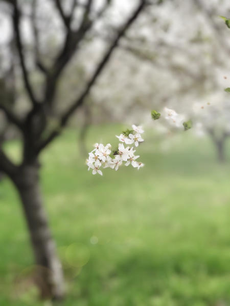 Vremea de 8 martie: Prognoza pentru bucureșteni și restul țării – ce ne așteaptă?