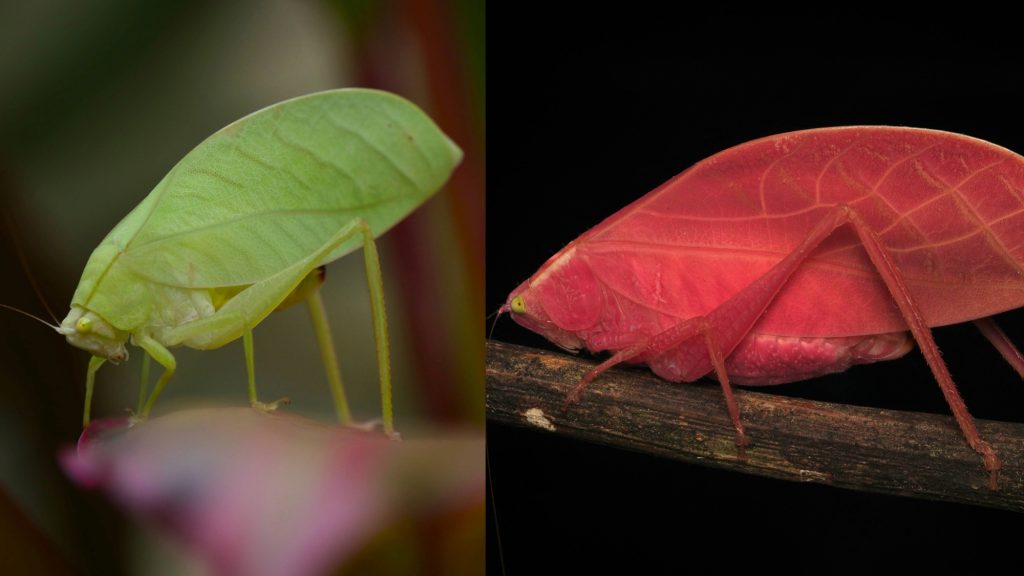 O katydidă roz, o insectă considerată până acum o simplă curiozitate genetică, ar putea reprezenta, de fapt, o strategie sofisticată de camuflaj, potrivit unui studiu recent