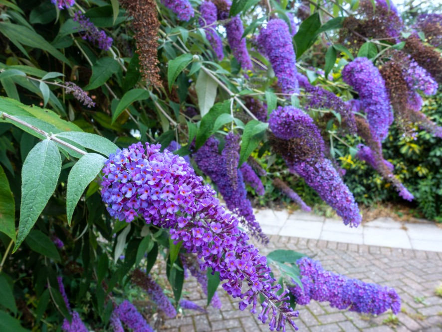 Buddleja, arbustul asiatic care înfrumusețează grădinile românești Originară din Asia, mai exact din China, buddleja, cunoscută și sub numele de „liliac de vară”, este o plantă decorativă care s-a adaptat cu succes în grădinile din România