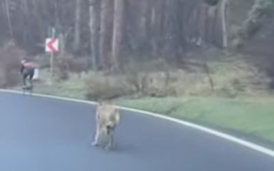 Atac șocant în Germania: O femeie, atacată de un lup în apropierea unui magazin IKEA O femeie a fost atacată de un lup în centrul orașului Hamburg, marcând un moment fără precedent de la reintroducerea acestei specii în Germania la sfârșitul anilor 1990