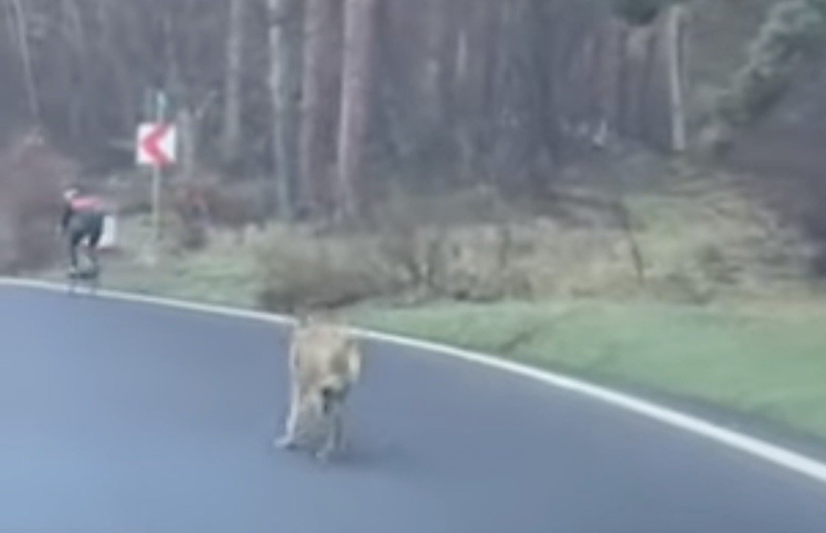 Atac șocant în Germania: O femeie, atacată de un lup în apropierea unui magazin IKEA O femeie a fost atacată de un lup în centrul orașului Hamburg, marcând un moment fără precedent de la reintroducerea acestei specii în Germania la sfârșitul anilor 1990