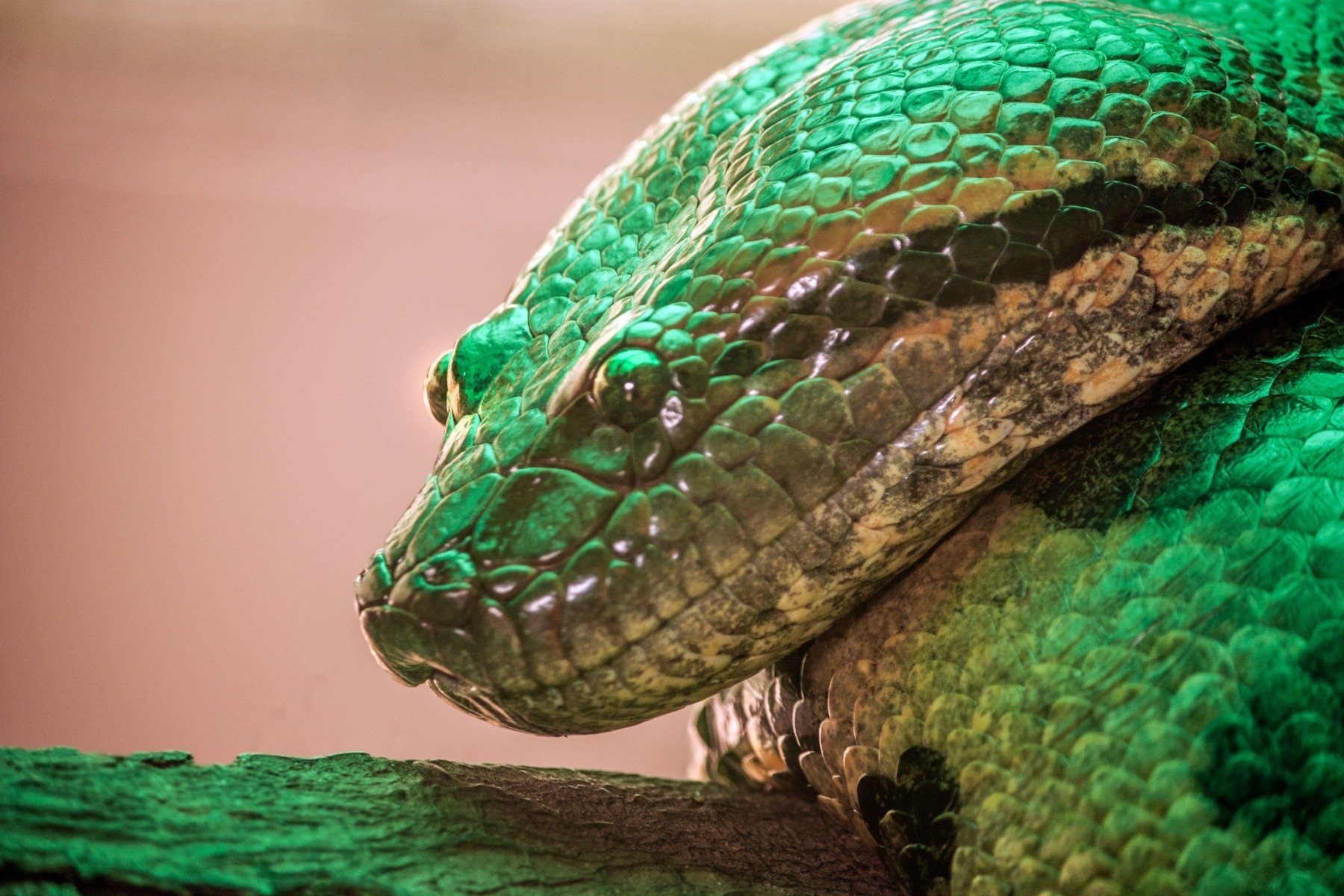 Terariu ilegal descoperit în Italia: zeci de reptile periculoase găsite într-un imobil rezidențial Carabinierii italieni au făcut o descoperire șocantă într-un imobil rezidențial din sudul Italiei: un terariu clandestin, adăpostind zeci de reptile exotice, unele dintre ele considerate periculoase pentru oameni