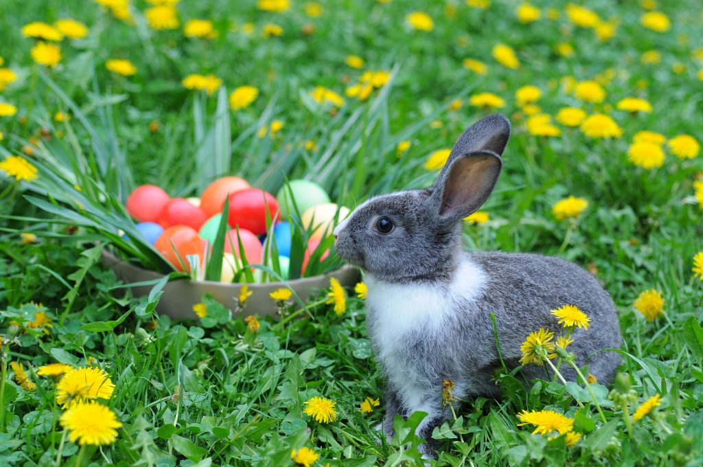 Paștele, sărbătoarea speranței și a renașterii, va fi celebrat anul acesta la date diferite de către creștinii ortodocși și catolici