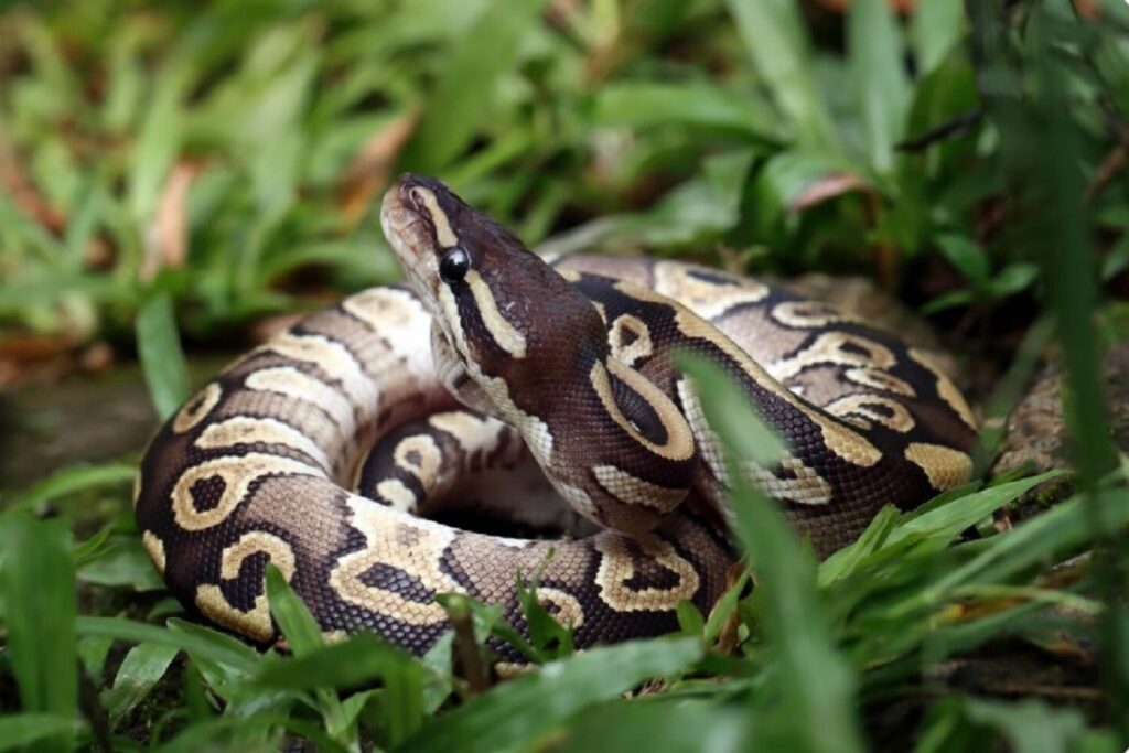 Nouă speranțe în lupta cu obezitatea: cercetătorii explorează potențialul pitonilor În căutarea unor soluții mai eficiente și cu mai puține efecte adverse pentru tratarea obezității, oamenii de știință au descoperit un nou aliat potențial: pitonii