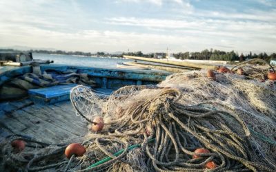 Prohibiția la scrumbie și rizeafcă începe în Delta Dunării, oficialii au rezerve privind eventualele modificări ale ordinului Începând de marți, pescuitul scrumbiei și al rizeafcăi va fi interzis în Delta Dunării, măsură luată pentru protejarea resurselor piscicole