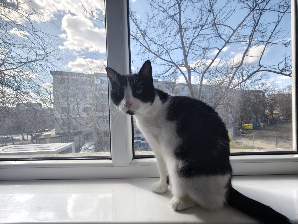 Un studiu recent a adus noi informații despre cum pot fi prelungită viața pisicilor, oferind sfaturi practice pentru proprietarii acestor animale de companie