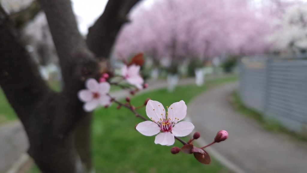 Vremea blândă de primăvară întârzie iarna: temperaturi cu mult peste medie în prima decadă a lui martie Administrația Națională de Meteorologie (ANM) anunță un început de martie cu temperaturi neobișnuit de ridicate și mult soare