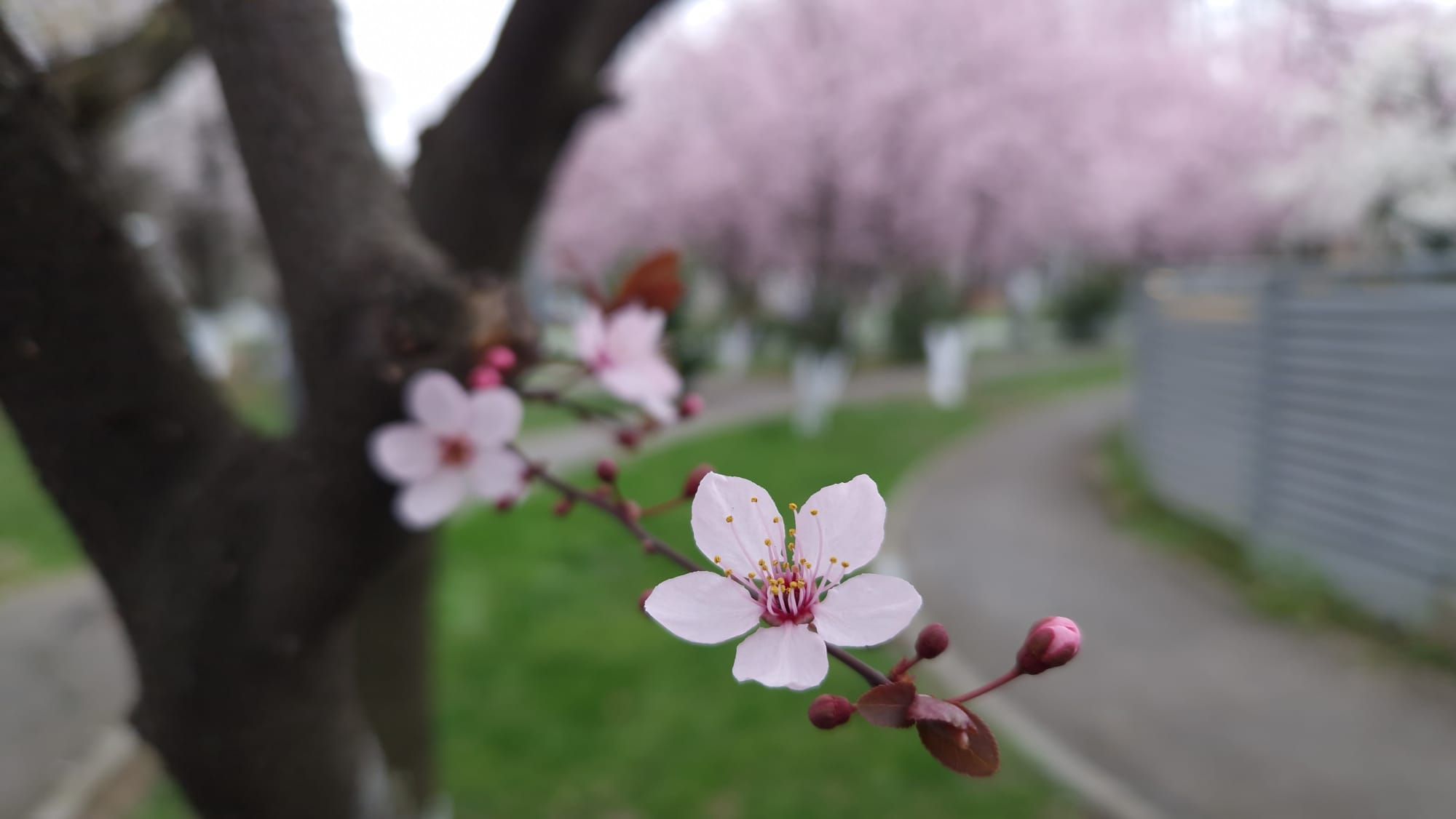 Vremea blândă de primăvară întârzie iarna: temperaturi cu mult peste medie în prima decadă a lui martie Administrația Națională de Meteorologie (ANM) anunță un început de martie cu temperaturi neobișnuit de ridicate și mult soare