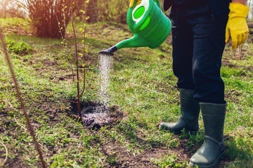Mijlocul lui martie: Perioada crucială pentru livada de pomi fructiferi La mijlocul lunii martie, pomicultorii români intră într-o perioadă crucială pentru dezvoltarea și producția pomilor fructiferi