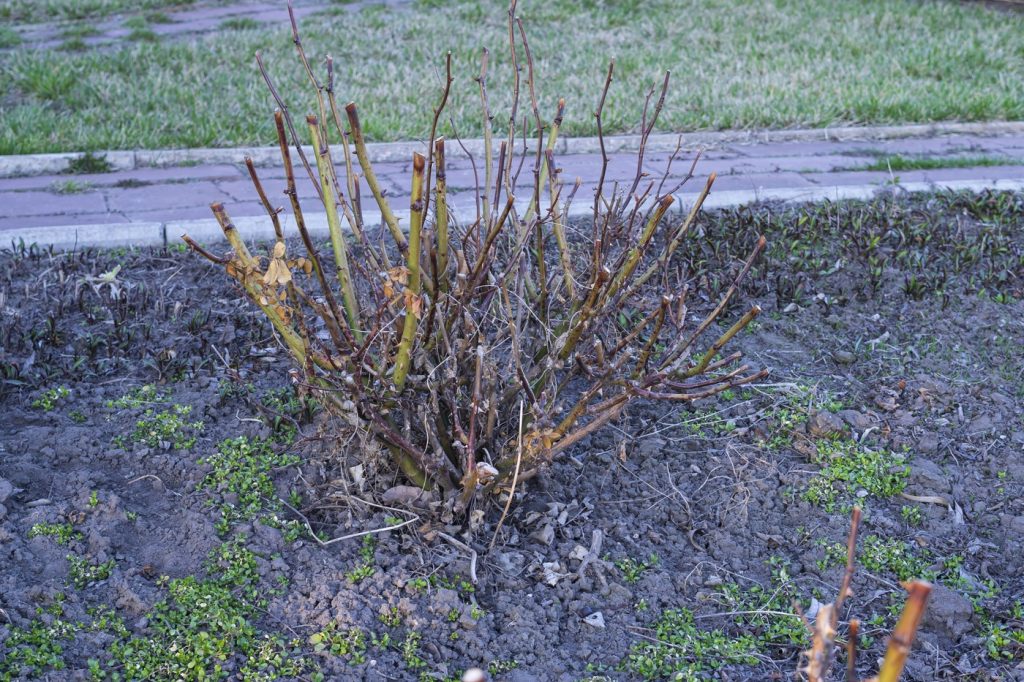 Ghid practic pentru îngrijirea trandafirilor: cum să le asiguri o înflorire spectaculoasă Pentru a te bucura de trandafiri sănătoși și plini de flori, este crucial să le acorzi o atenție specială, în special prin tăierea corectă