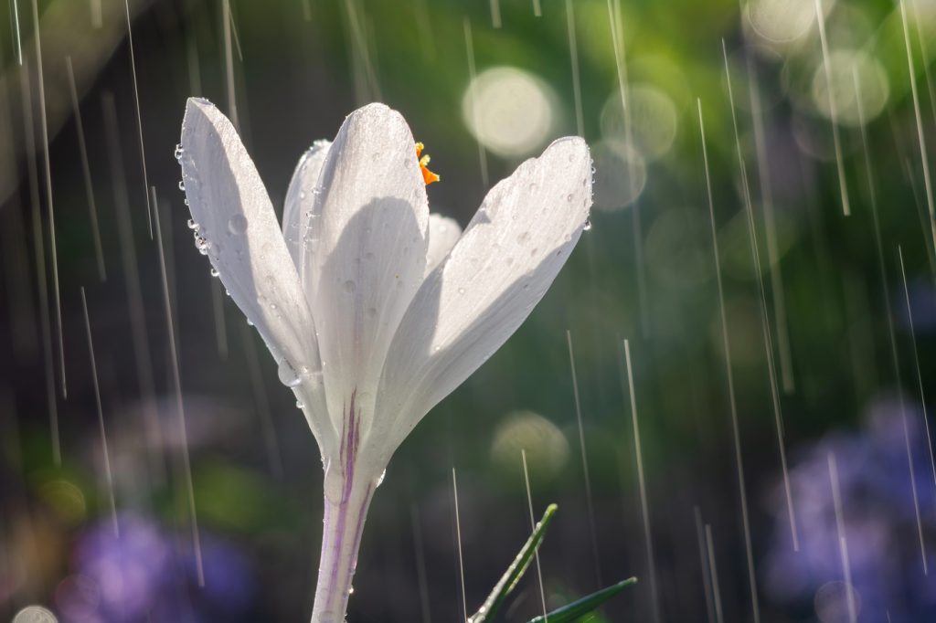 Ploile revin, anunță ANM. Scad temperaturile