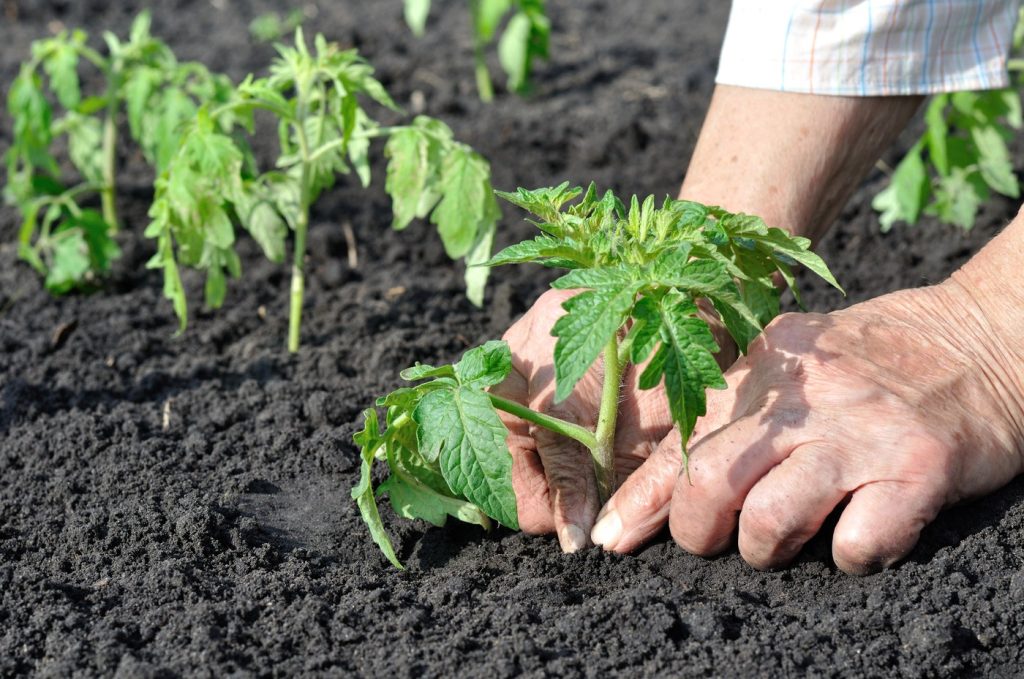 Roșiile, vedetele grădinii: Când și cum le plantăm pentru o recoltă bogată Roșiile, deliciul verii, sunt extrem de sensibile la temperaturile scăzute, necesitând atenție sporită la plantare