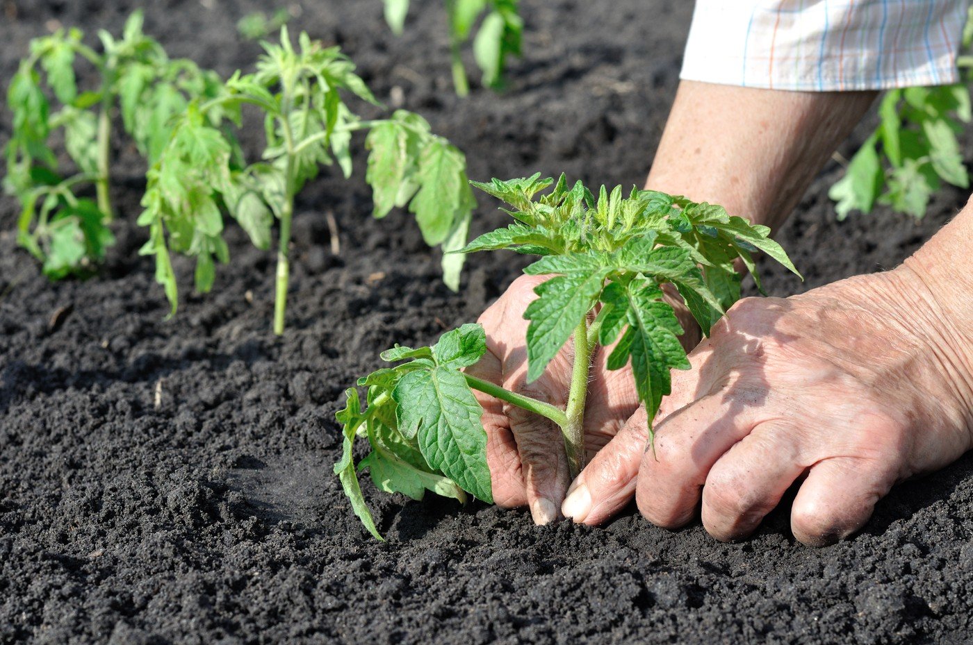 Roșiile, vedetele grădinii: Când și cum le plantăm pentru o recoltă bogată Roșiile, deliciul verii, sunt extrem de sensibile la temperaturile scăzute, necesitând atenție sporită la plantare