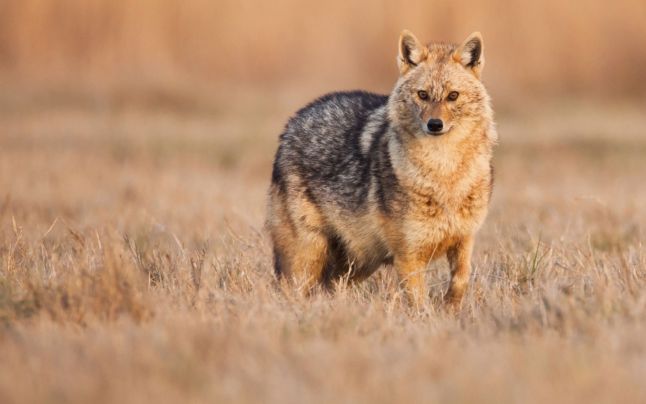 Șacalii, vizitatori nocturni în cartierul Aradul Nou: Temeri și semnale de alarmă Locuitorii cartierului de vile Aradul Nou, din apropierea municipiului Arad, relatează o prezență tot mai frecventă a șacalilor în ultimele săptămâni