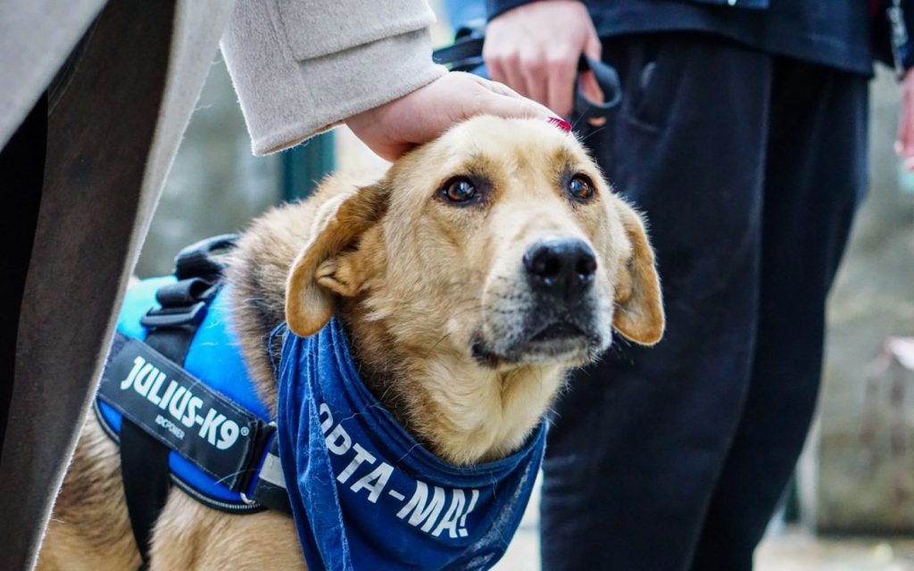 Câini din adăposturi, așteptați la adopție la PetExpo și târgul ASPA Serviciul pentru Protecția Animalelor din Sectorul 1 va participa la târgul pentru animalele de companie PetExpo, unde va oferi spre adopție patru câini din Adăpostul Odăi