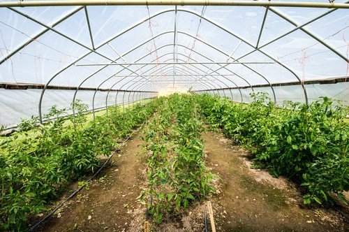 Răsadurile de roșii și ardei: temperatura optimă pentru plantare în solar Plantarea răsadurilor de roșii și ardei în solar necesită o atenție deosebită acordată temperaturii solului și a aerului