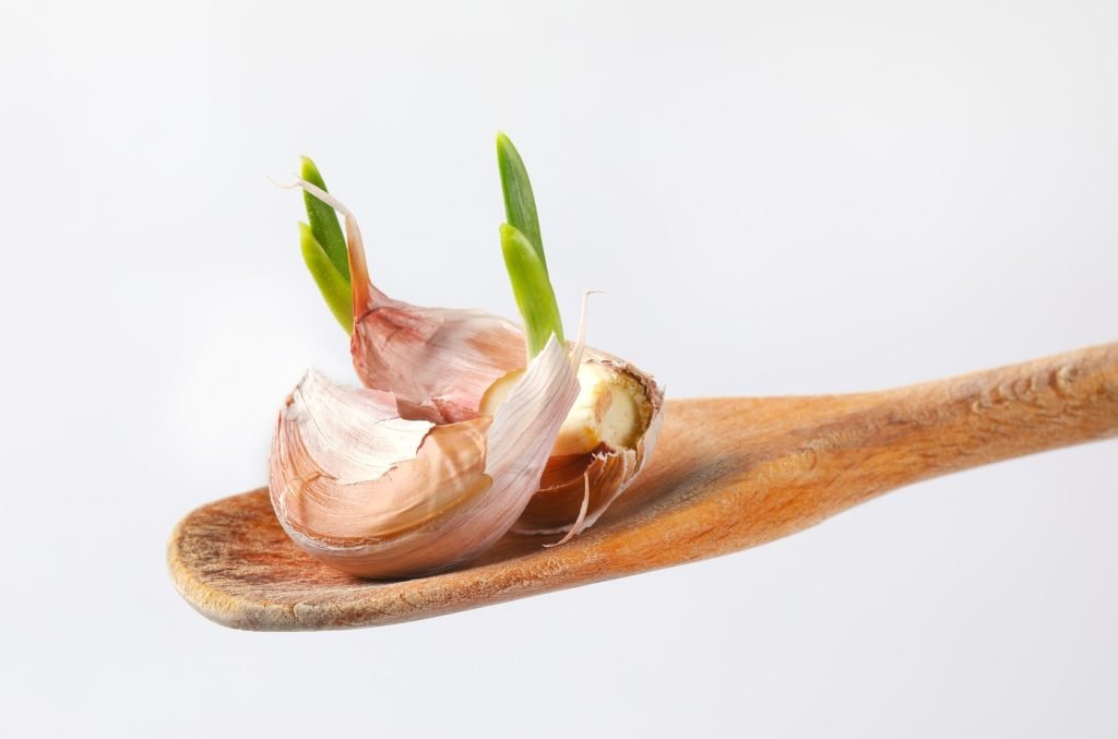 Usturoiul încolțit: Riscuri și beneficii pentru sănătate
