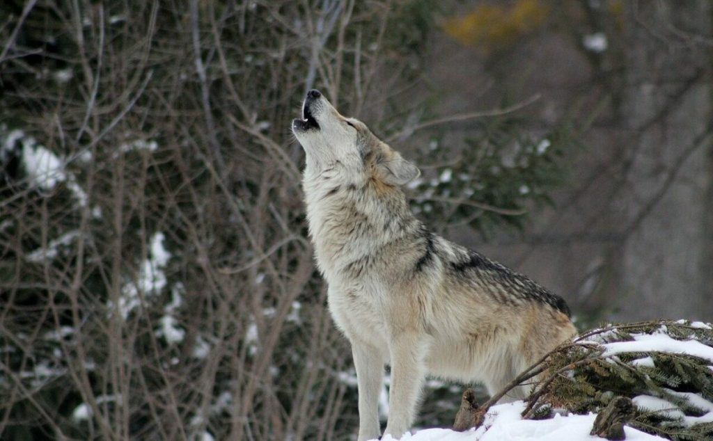 Haită de lupi, eutanasiată într-un parc natural din Anglia, din cauza conflictelor interne Un parc de faună sălbatică situat în sud-estul Angliei a luat decizia de a eutanasia întreaga haită de lupi din cauza conflictelor interne tot mai mari