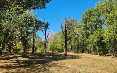 Arborii din Parcul Tineretului, îngrijiți ca-n palmă: Atelier pentru bucureșteni