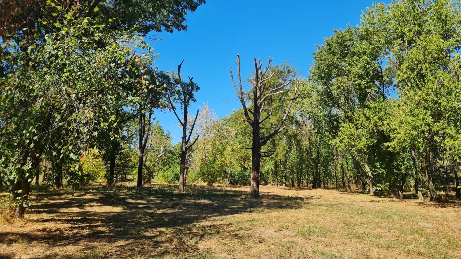 Arborii din Parcul Tineretului, îngrijiți ca-n palmă: Atelier pentru bucureșteni