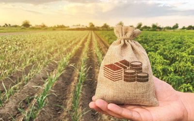 Afacerea terenurilor: Străinii încasează subvenții grase în România, românii – puține