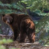 Ursul, vânat dublu în 2026: Legea merge la promulgare, Nicușor Dan pe listă