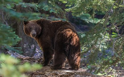 Ursul, vânat dublu în 2026: Legea merge la promulgare, Nicușor Dan pe listă