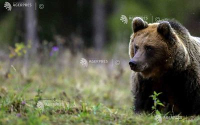 Patrule mixte la Câmpina! Urșii terorizează Prahova