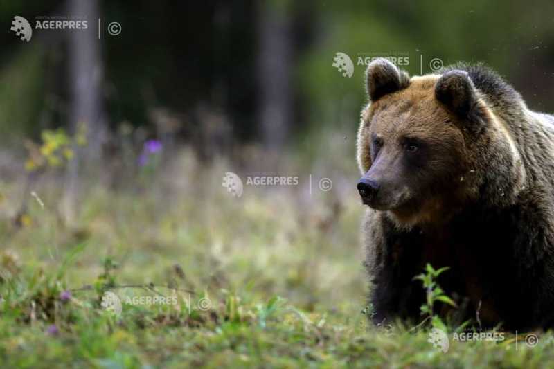 Patrule mixte la Câmpina! Urșii terorizează Prahova