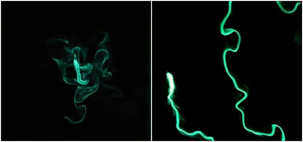 Viermii de foc aprind oceanul în SUA: Imagini spectaculoase din Long Beach