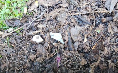 Video: Gratis cu deșeuri! Primăria sectorului 3 oferă compost pentru grădinari