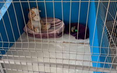 Primul centru public de adopții pentru căței, deschis în Ilfov