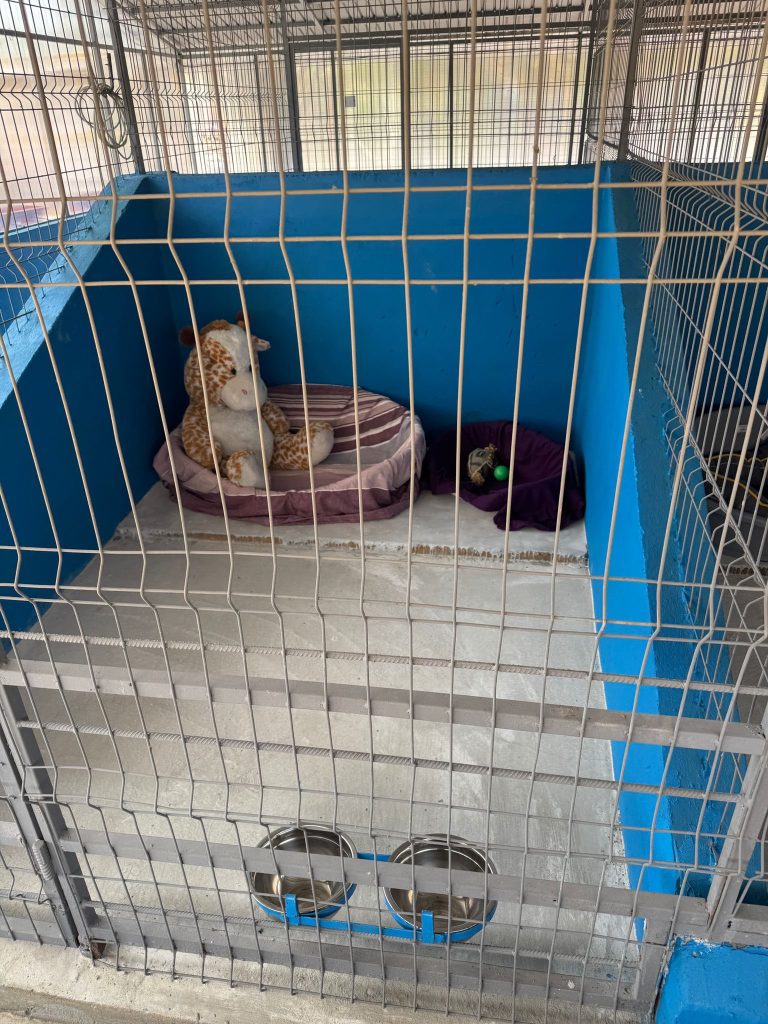 Primul centru public de adopții pentru căței, deschis în Ilfov