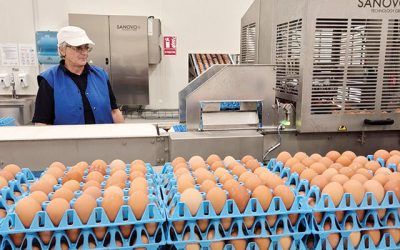 Toneli, producătorul de ouă, investește 40 milioane euro în România