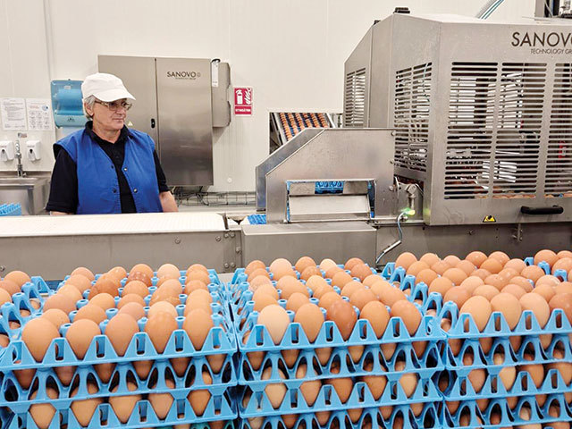 Toneli, producătorul de ouă, investește 40 milioane euro în România