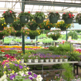 Grădinarii, alarmați: Gerul paște recoltele timpurii în România