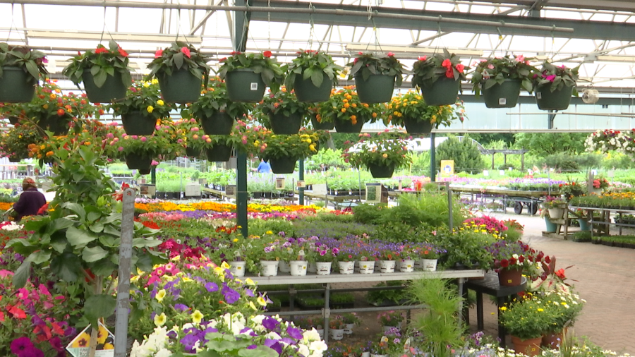 Grădinarii, alarmați: Gerul paște recoltele timpurii în România