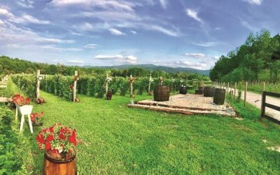 Hectarul de teren din Gorj a transformat Abund Berry într-un mogul, 15 mil euro în 10 ani