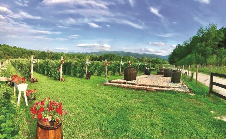 Hectarul de teren din Gorj a transformat Abund Berry într-un mogul, 15 mil euro în 10 ani