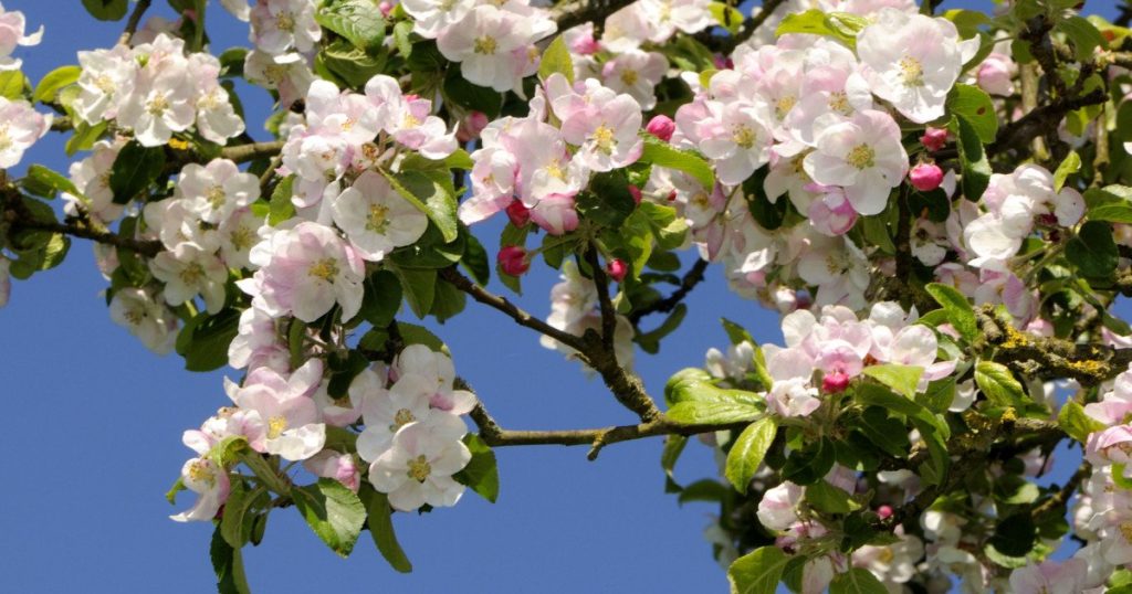 Prognoza meteo pentru Paște: Cum va fi vremea în România Administrația Națională de Meteorologie (ANM) a publicat prognoza meteo pentru următoarele două săptămâni, oferind o perspectivă asupra vremii pe care o vom avea în perioada sărbătorilor pascale