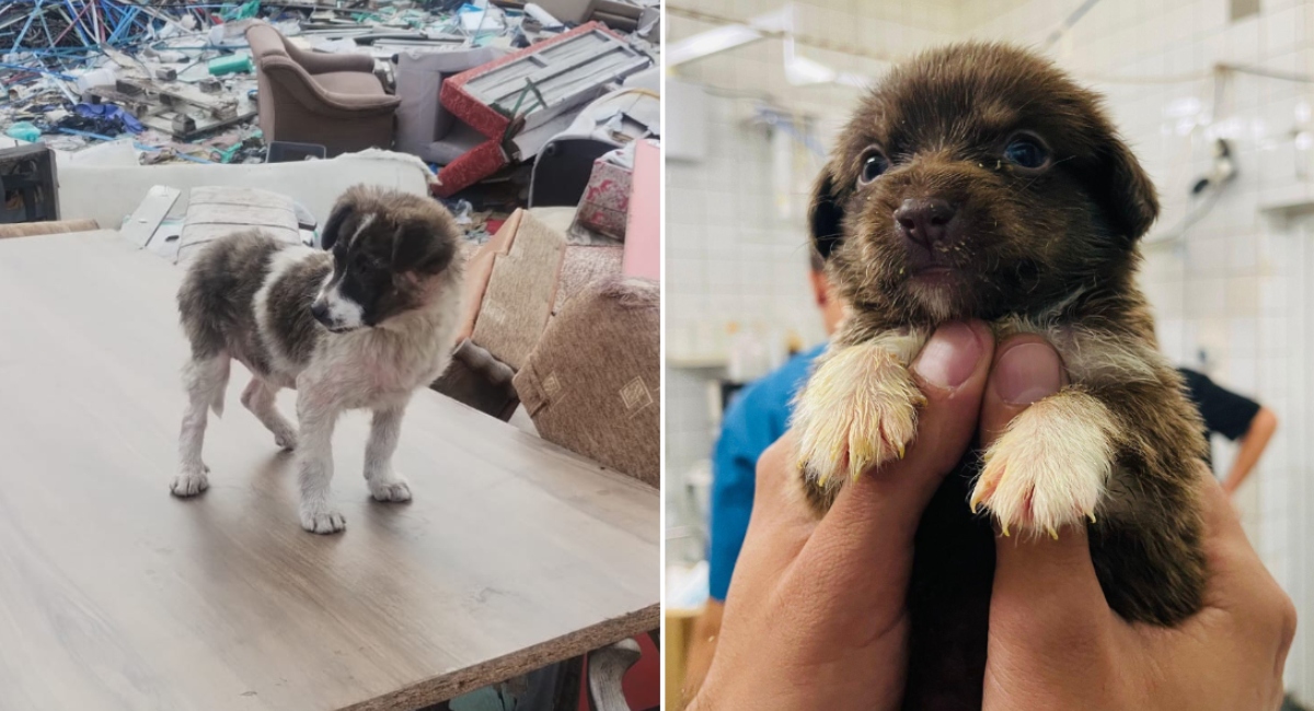 Avertisment ASPA: Peste 600 de câini abandonați în București, în primele luni ale anului