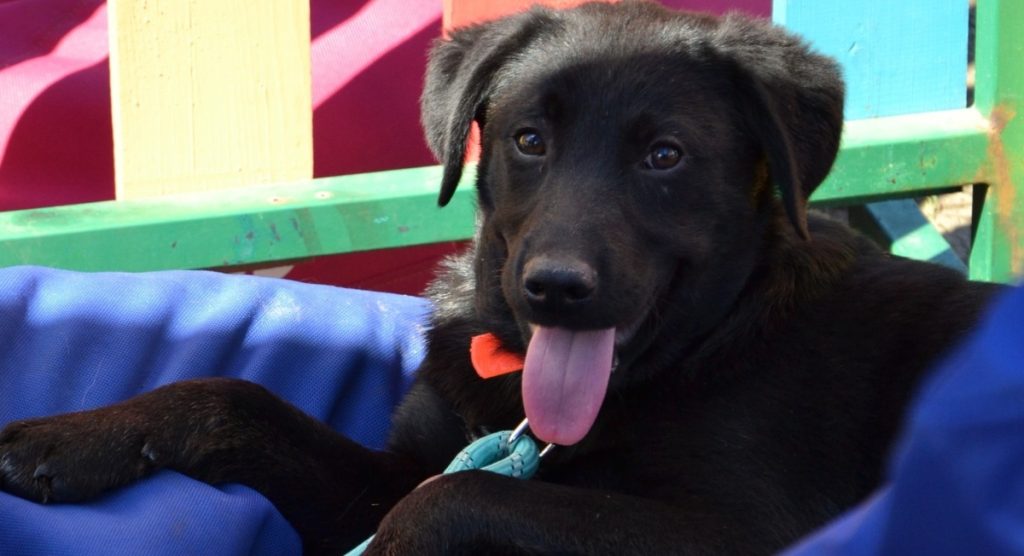 ASPA București organizează un nou târg de adopții de căței în Parcul Circului Bucureștenii iubitori de animale sunt așteptați duminică, 5 aprilie, în Parcul Circului, la primul târg de adopții de căței organizat de Autoritatea pentru Supravegherea și Protecția Animalelor (ASPA) București în acest an