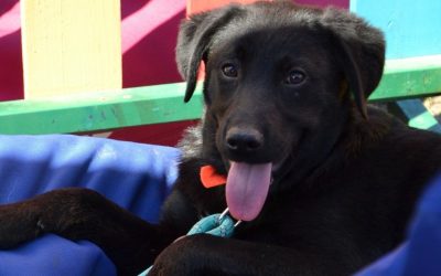 ASPA București organizează un nou târg de adopții de căței în Parcul Circului Bucureștenii iubitori de animale sunt așteptați duminică, 5 aprilie, în Parcul Circului, la primul târg de adopții de căței organizat de Autoritatea pentru Supravegherea și Protecția Animalelor (ASPA) București în acest an