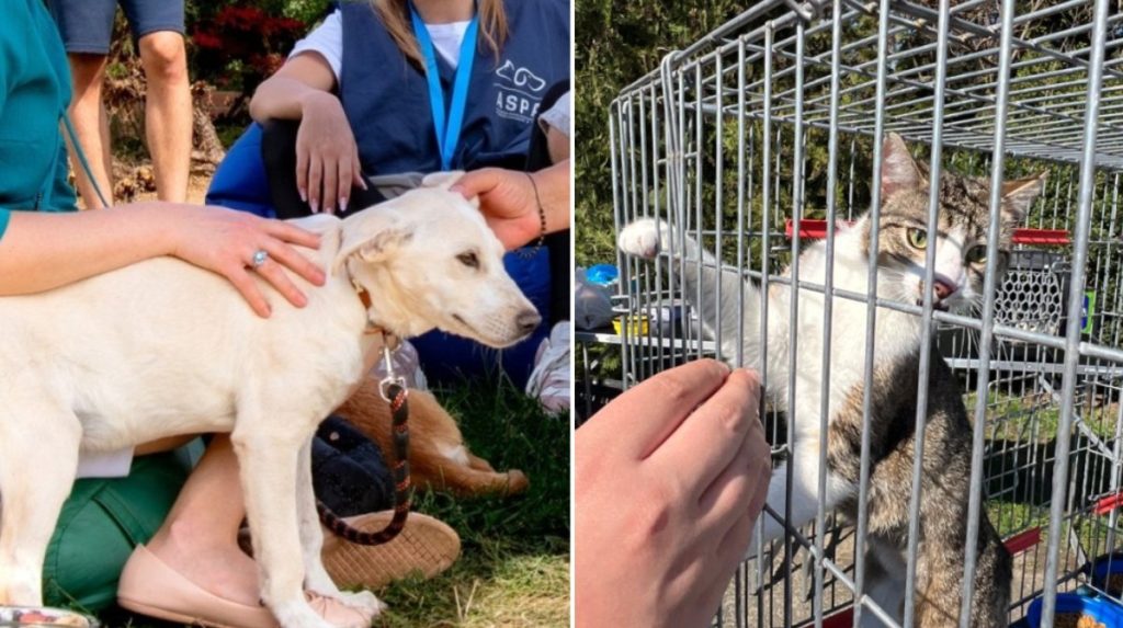 ASPA anunță târg de adopții cu căței și pisici la final de aprilie Autoritatea pentru Supravegherea și Protecția Animalelor (ASPA) București a anunțat organizarea unui nou târg de adopții pentru căței și pisici