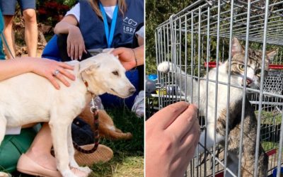 ASPA anunță târg de adopții cu căței și pisici la final de aprilie Autoritatea pentru Supravegherea și Protecția Animalelor (ASPA) București a anunțat organizarea unui nou târg de adopții pentru căței și pisici
